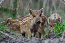 AEF fordert engmaschiges und konzertiertes Vorgehen gegen ASP-Seuchenzug